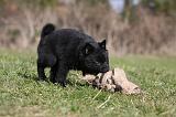 SCHIPPERKE 778